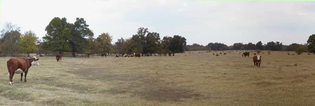 Grass-Fed vs Grain-Fed